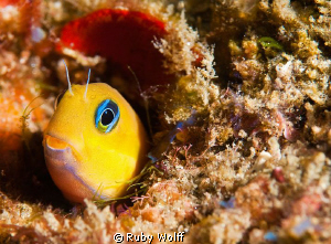 Keeper of the Gate.
Taken Jan 2010.
Location: Sodwana, ... by Ruby Wolff 
